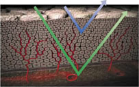 波長の透過イメージ